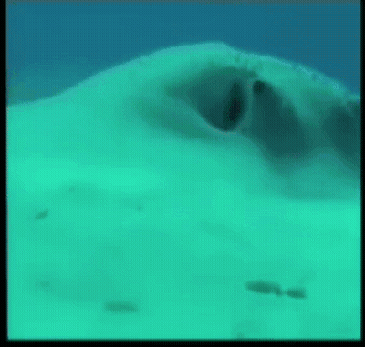 Stingray Swimming In Ocean With Eyes Open GIF