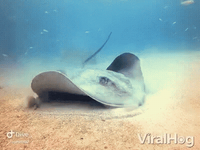 Stingray Swimming In Ocean With Viralhog GIF