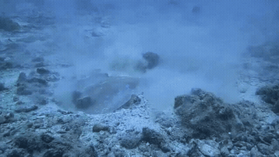 Stingray Swimming Looking At Camera GIF