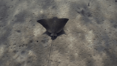 Stingray Swimming Near Palm Tree GIF