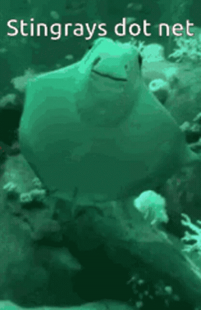 Stingray Swimming With Stingrays Dot Net Text GIF