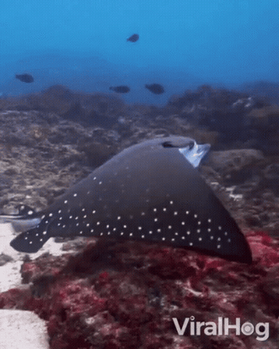 Stingray Swimming With ViralHog Logo GIF
