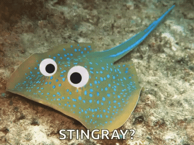 Stingray With Googly Eyes Saying Stingray GIF