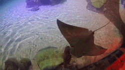 Stingrays Gliding In Aquarium GIF