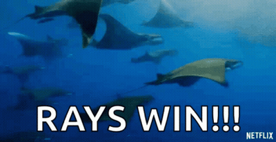 Stingrays Swimming Saying Rays Win GIF