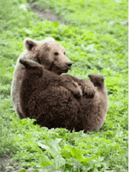 Stinky Bomb Brown Bear Farting GIF