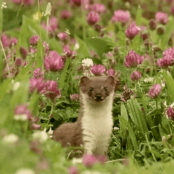 Stoat Stands Up Robert E Fuller GIF