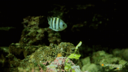 Stone Fish Eating Prey
