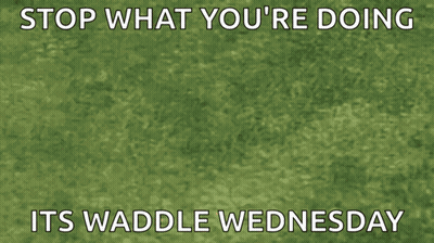 Stop What You 'Re Doing It 'S Waddle Wednesday Written On A Picture Of Kirby GIF