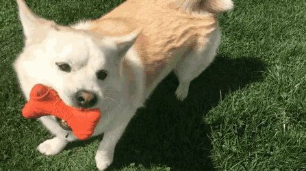 Stormy Toy Pomsky GIF