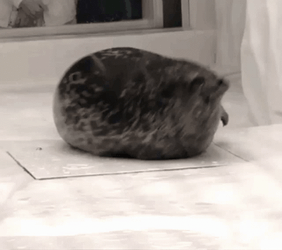 Stout Bouncing Seals Ball GIF