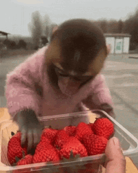 Strawberry Package Monkey Eating GIF