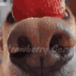 Strawberry Whip Cream Cute Dog GIF