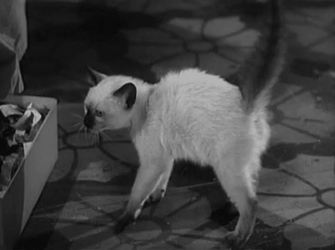 Stray Hissing Cat GIF