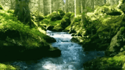 Stream In Mossy Forest GIF