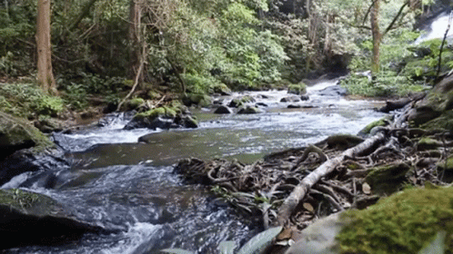 Stream Running Through Lush Green Forest GIF