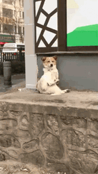 Street Dog Clap  GIF