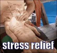 Stress Cat Massage Relief  GIF