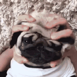 Stress Massage Pug Relaxing GIF