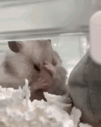 Stressed Out Cute Hamster GIF