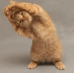 Stretching Cat Exercise GIF