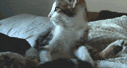 Stretching Cat Legs GIF