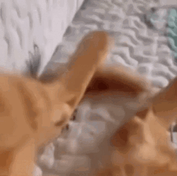 Stretching Cat Paws GIF