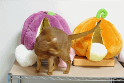 Stretching Cat Woke Up GIF