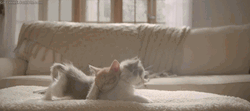 Stretching Cats Cuddle GIF