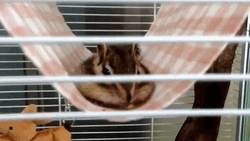 Stretching Chipmunk GIF