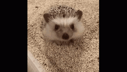 Stretching Cute Hedgehog GIF