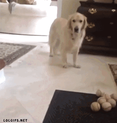 Stretching Dog Legs GIF
