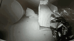 Stretching Hedgehog GIF