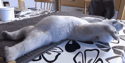 Stretching Polar Bear GIF