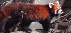 Stretching Red Panda GIF