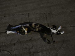 Stretching Rolling Cat GIF