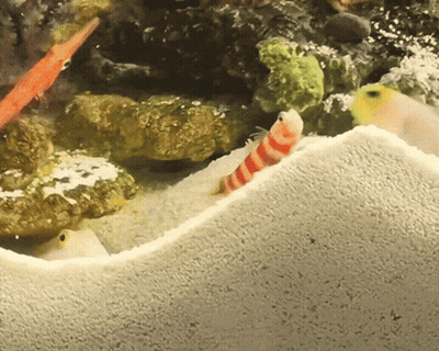Striped Fish Crawling On Sand GIF