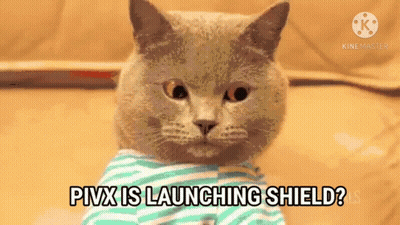 Striped Shirt Cat Says Pixx Is Launching Shield? GIF