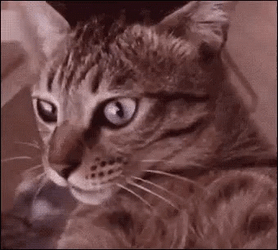 Striped Spinning Cat Scared Look GIF