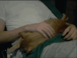Stroke Lap Sleeping Cat GIF