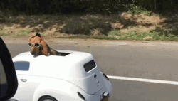 Strolling Dog In Car GIF