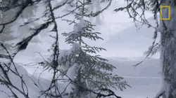 Strong Winds Blowing Snow Storm GIF
