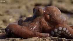 Struggling Octopus On Land  GIF
