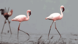 Stuck Flamingo GIF