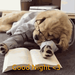Studious Golden Retriever Dobranoc GIF