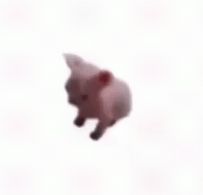 Stuffed Animal Dancing On Its Back GIF