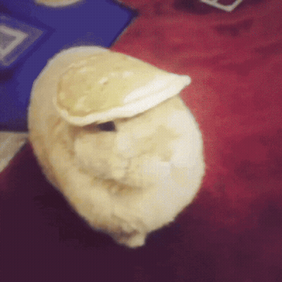 Stuffed Animal Laying On Red Blanket GIF