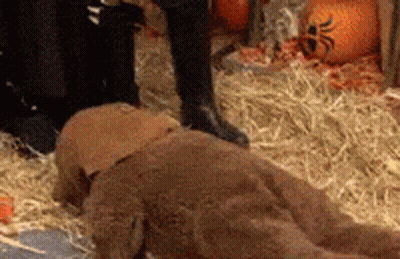 Stuffed Animal Next To Pumpkin And Hay GIF