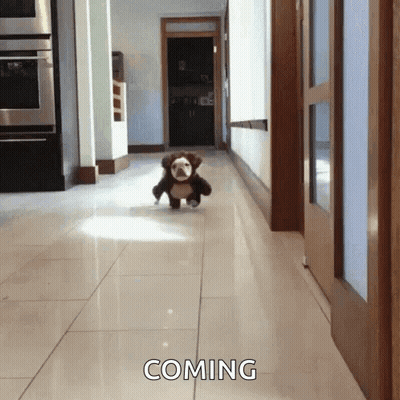 Stuffed Animal Walking Down Hallway Saying Coming GIF