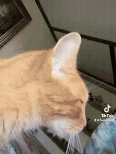 Stuffed Animal With Huge Ears In Forest GIF